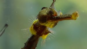 Video post by @bbcearth on YouTube