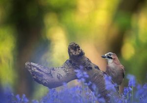 Image post by @rspb on Instagram