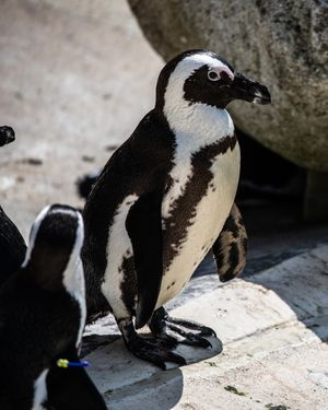 Image post by @thetorontozoo on Instagram