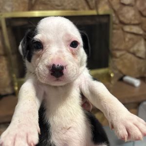 Image post by @spokhumanesoc on Instagram