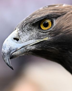 Image post by @europaleague on Instagram