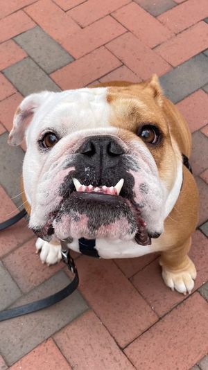 Image post by @andreahxli on Twitter