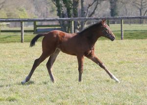 Image post by @juddmonte on Instagram