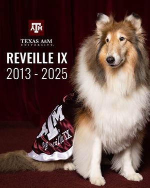 Image post by @tamu on Instagram