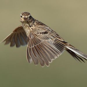 Image post by @rspb on Instagram
