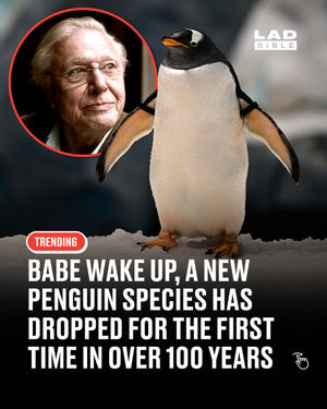 Image post by @ladbible on Instagram