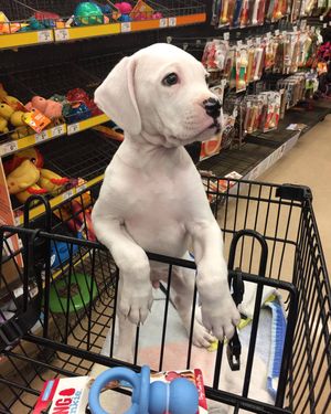 Image post by @petco on Instagram
