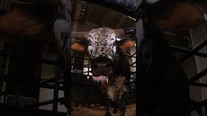 Video post by @pbr on YouTube