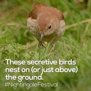 Image post by @rspb on Instagram