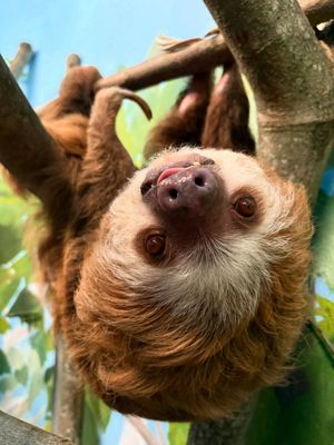 Image post by @bhamzoo on Instagram