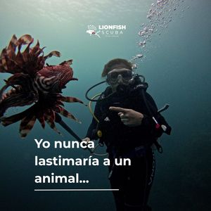Image post by @lionfishscuba on Instagram