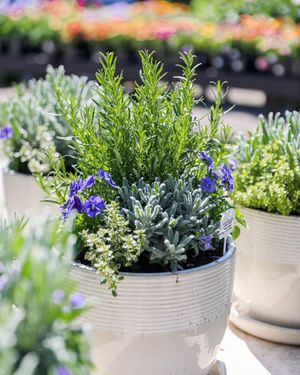 Image post by @rogersgardens on Instagram