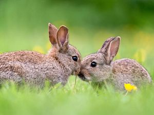 Image post by @animalplanet on Instagram