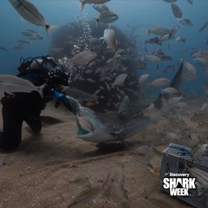 Video post by @SharkWeek on Twitter