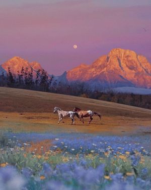 Image post by @diamondcrossranch on Instagram