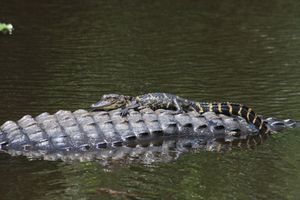 Image post by @AnimalPlanet on Twitter