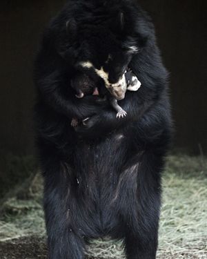 Image post by @sandiegozoo on Instagram