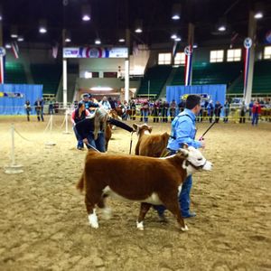 Image post by @nationalwestern on Instagram