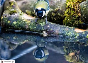 Image post by @rspb on Instagram