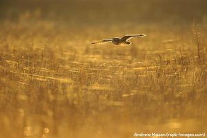 Image post by @rspb on Instagram