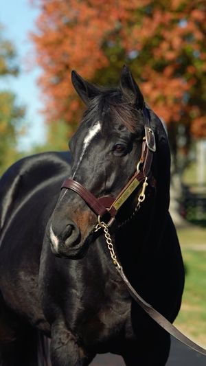 Image post by @thebloodhorse on Instagram