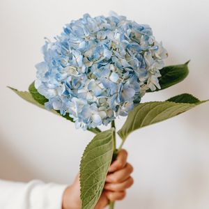 Image post by @flowergardenatl on Instagram