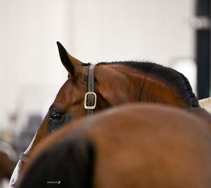 Image post by @kyhorseshows on Instagram