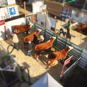 Image post by @nationalwestern on Instagram