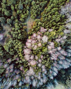 Image post by @amancay_art on Instagram