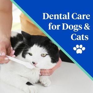 Image post by @company/nationwidepet on LinkedIn