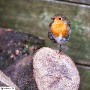 Image post by @rspb on Instagram