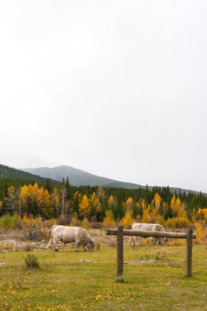 Video post by @cmcalgary on TikTok