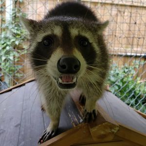 Image post by @cagethetiger on Instagram