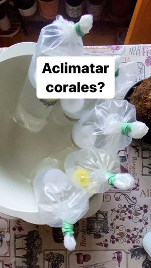Video post by @aqualupi on Instagram