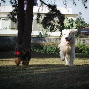 Image post by @mikethewhitegolden on Instagram