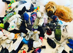 Image post by @sarahchalke on Instagram
