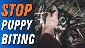 Video post by @dogsthat on YouTube