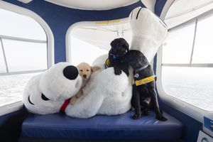 Image post by @canineorg on Instagram