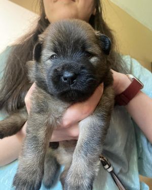 Image post by @tsukitheeurasier on Instagram