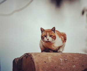 Image post by @faragelo22 on Instagram