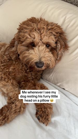 Video post by @tedflixnchill on TikTok