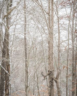 Image post by @realtreeoutdoors on Instagram