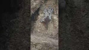 Video post by @appletv on YouTube