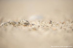 Image post by @rspb on Instagram