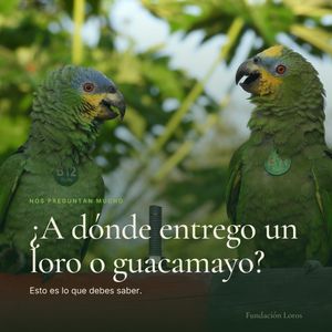 Image post by @fundacionloros on Instagram