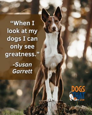 Image post by @susangarrettdogsthat on Instagram