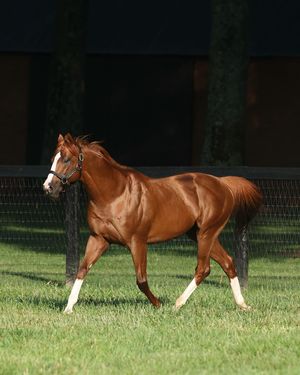 Image post by @juddmonte on Instagram