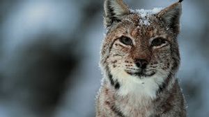 Video post by @bbcearth on YouTube