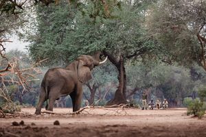 Image post by @chiawasafaris on Instagram