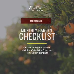 Image post by @txextension on Instagram